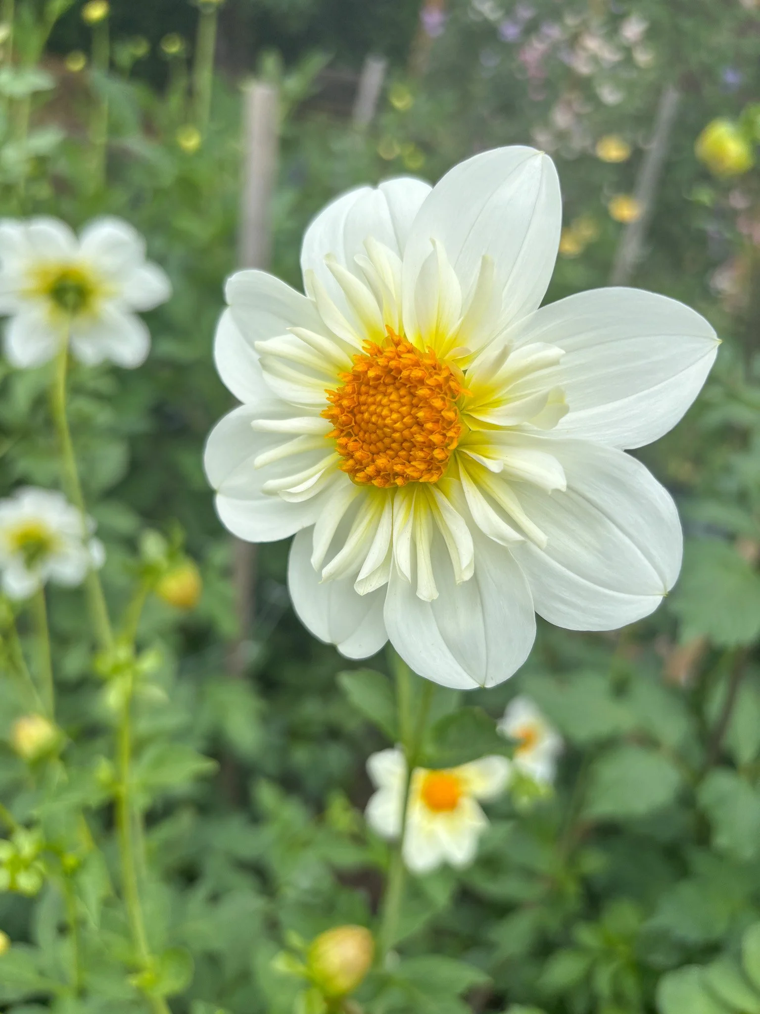 Dahlia : Alpen Cherub — ciderpress lane